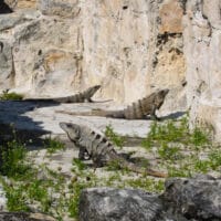 3 Iguanas at El Rey Ruins