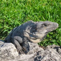 El Rey Iguana close up