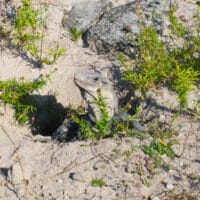 Iguana Hole